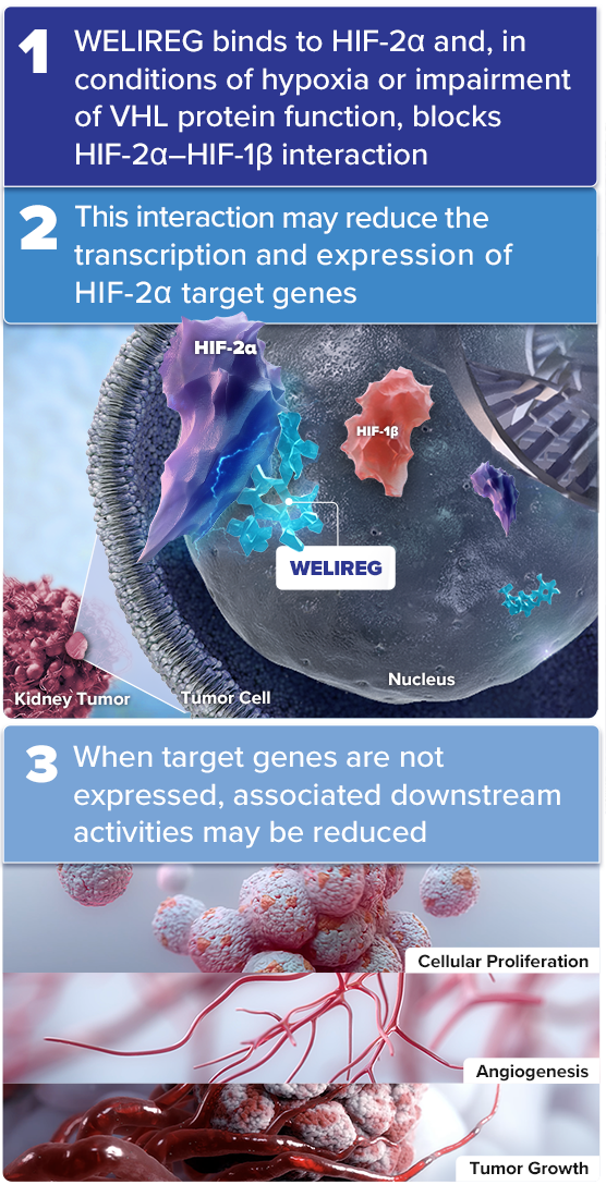 Mechanism of Action for WELIREG® (belzutifan): WELIREG Binds to HIF-2α, Which Blocks Interaction With HIF-1β and May Reduce Downstream Activities of Cellular Proliferation Angiogenesis, and Tumor Growth